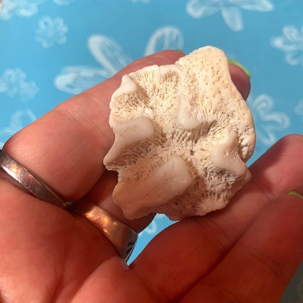 Bundle of Small Sea Shells From Bahamas - Picture 4 of 11